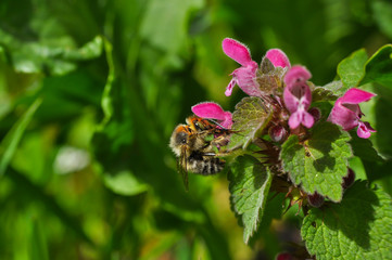 Mason bee on wildflowers in meadow. Wild bee pollinating flowers in spring