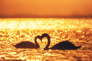 Heart shape of white swans in the sea.