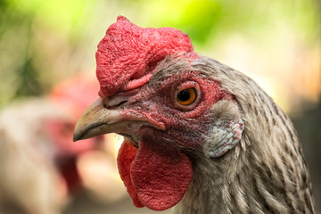 portrait of a beautiful rooster
