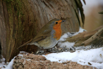 Rotkehlchen (Erithacus rubecula) am Futterplatz