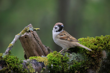 Feldsperling oder Feldspatz (Passer montanus) 