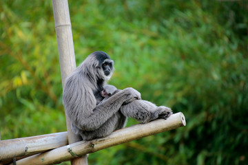 Siamang (Symphalangus syndactylus) Alttier mit Jungem