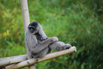 Siamang (Symphalangus syndactylus) Alttier mit Jungem