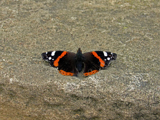 butterfly on the ground