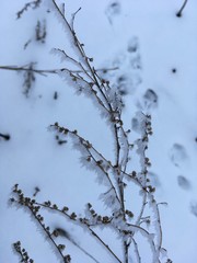 branches of a tree on the snow
