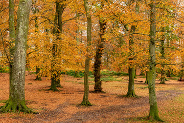 Naklejka premium Autumn Beech woodland with golden colours, Woodbury Castle, Hill Fort, Devon