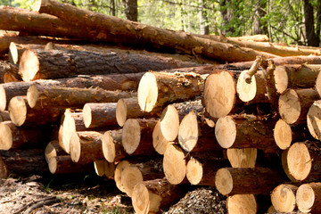 Bunch of felled and cut trees. Piled pine trunks