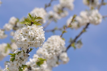 Obraz premium Sweet cherry flowers in full bloom. Tree blossom in sunny spring day