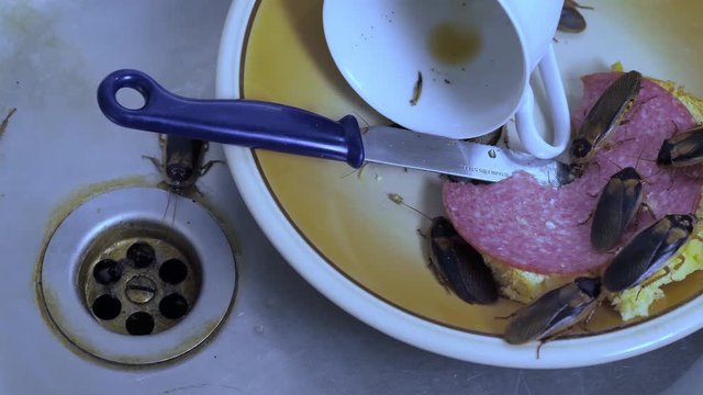 Schaben krabbeln in der Sp&uuml;le einer K&uuml;che zwischen Geschirr, Wurstbrot und Abflu&szlig;, Video mit Ton