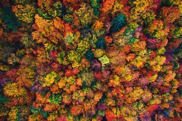 Foto op Plexiglas Luchtfoto drone uitzicht over herfst bos. Kleurrijke bomen in het bos. © ValentinValkov
