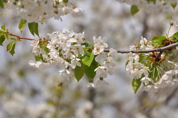 Sweet cherry flowers in full bloom. Tree blossom in sunny spring day