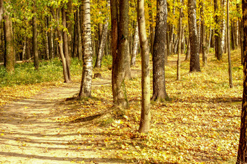 Fototapeta premium Curved path in autumn forest