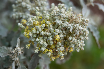 Karoo Sagewood Inflorescence in Autumn