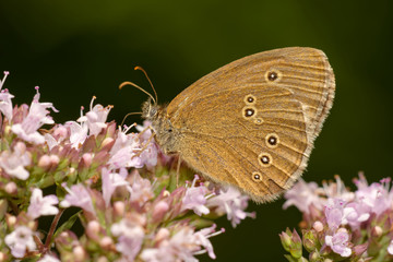 Brauner Waldvogel