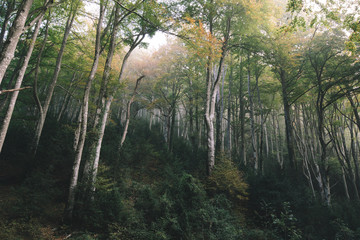 Fototapeta premium Forest of Catalonia