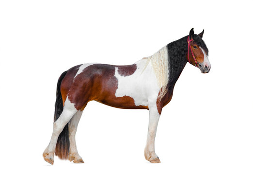 Pinto gypsy horse