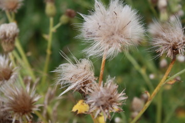 Dandelion puffs in the wind
