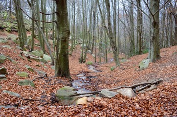 Autumn Forest in Catalonia