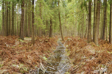 Autumn landscape in the Park.