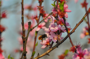 Pink peach flowers in spring. Tree blossom