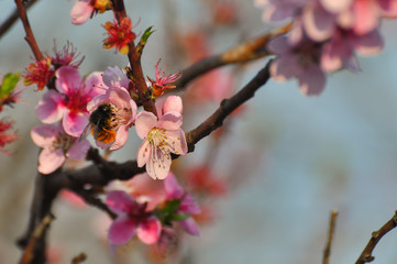 Pink peach flowers in spring. Tree blossom