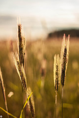 A field with ears of wheat that sways in the wind at sunset. Belarus