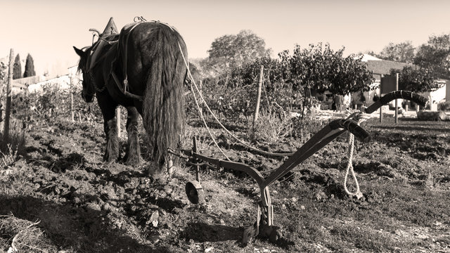 charrue et cheval de trait