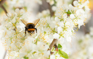 Fliegende Hummel an Kirschblüte