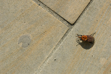 Rhynchophorus ferrugineus, red weevil palm, beetle that infects palm plants and makes them die, road near sea, Liguria, Italy