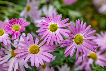 Delicate pink osteospermum flowers, with a shallow depth of field