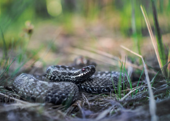 Viper Convent