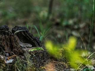 Lizard