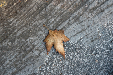 yellow leaf on asphalt