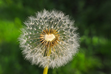 Dandelion seeds with a blurred background. Dandelion seeds blowing away