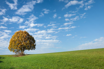 Herbstlicher Baum vor weiss-blauem Himmel