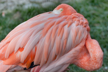 Pink flamingo close up. Greater flamingo or phoenicopterus roseus.