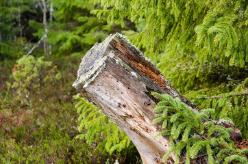 Old rotten tree stump