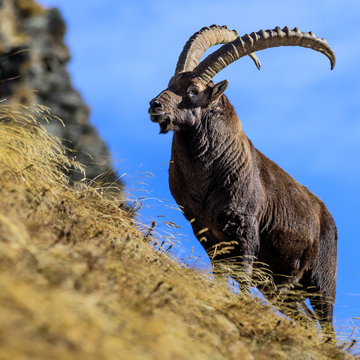 Stambecco al parco Gran Paradiso