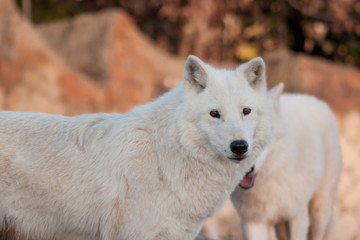 Two polar wolves. Canis lupus arctos. Alaskan tundra wolf or white wolf.