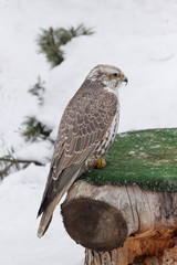 Young saker falcon is sitting on a stump. Falco cherrug.