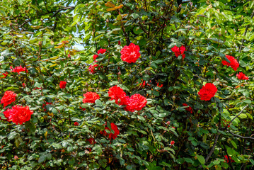 Bursa, Turkey, 29 April 2012: Roses at Hamam Street © Kayihan