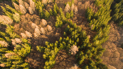 Colourful spring colours in forest form above, captured with a drone.