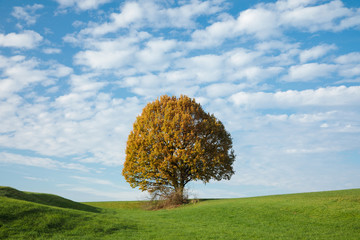 Herbstlicher Baum vor weiss-blauem Himmel