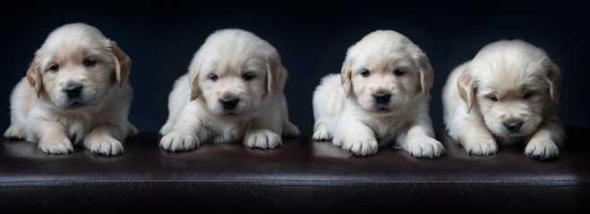 Quatre Chiots golden retriever canapé cuir