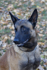 Cute belgian sheepdog is sitting on the autumn meadow. Close up. Pet animals.