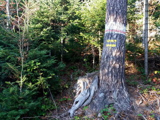 Trail marking on a trail in the forest. A navigation sign on beech tree trunk for tourist, hiker and trekker on the touristic route and path in nature.