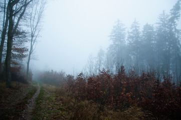 Fototapeta na wymiar Foggy morning forest in autumn season. Mystery landscape.