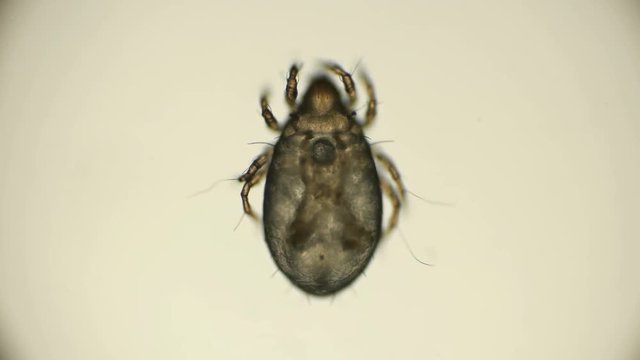 mite living in lichen or moss, under