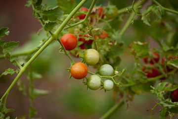 Beautiful red ripe tomatoes grown at summer. Concept of organic food. Horizontal picture with Copy space.