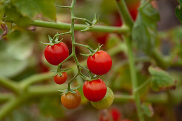 Beautiful red ripe tomatoes grown at summer. Concept of organic food. Horizontal picture with Copy space.